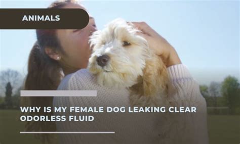 why is my dogs nipples leaking clear fluid|When A Female Dog Is Leaking Clear Fluid: 8。